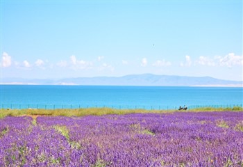 青海湖