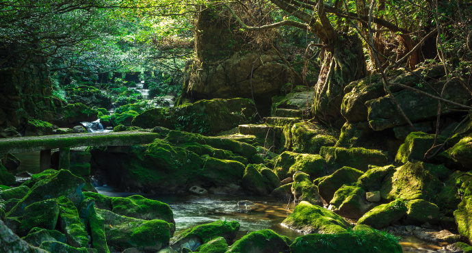 贵州茂兰国家级自然保护区旅游